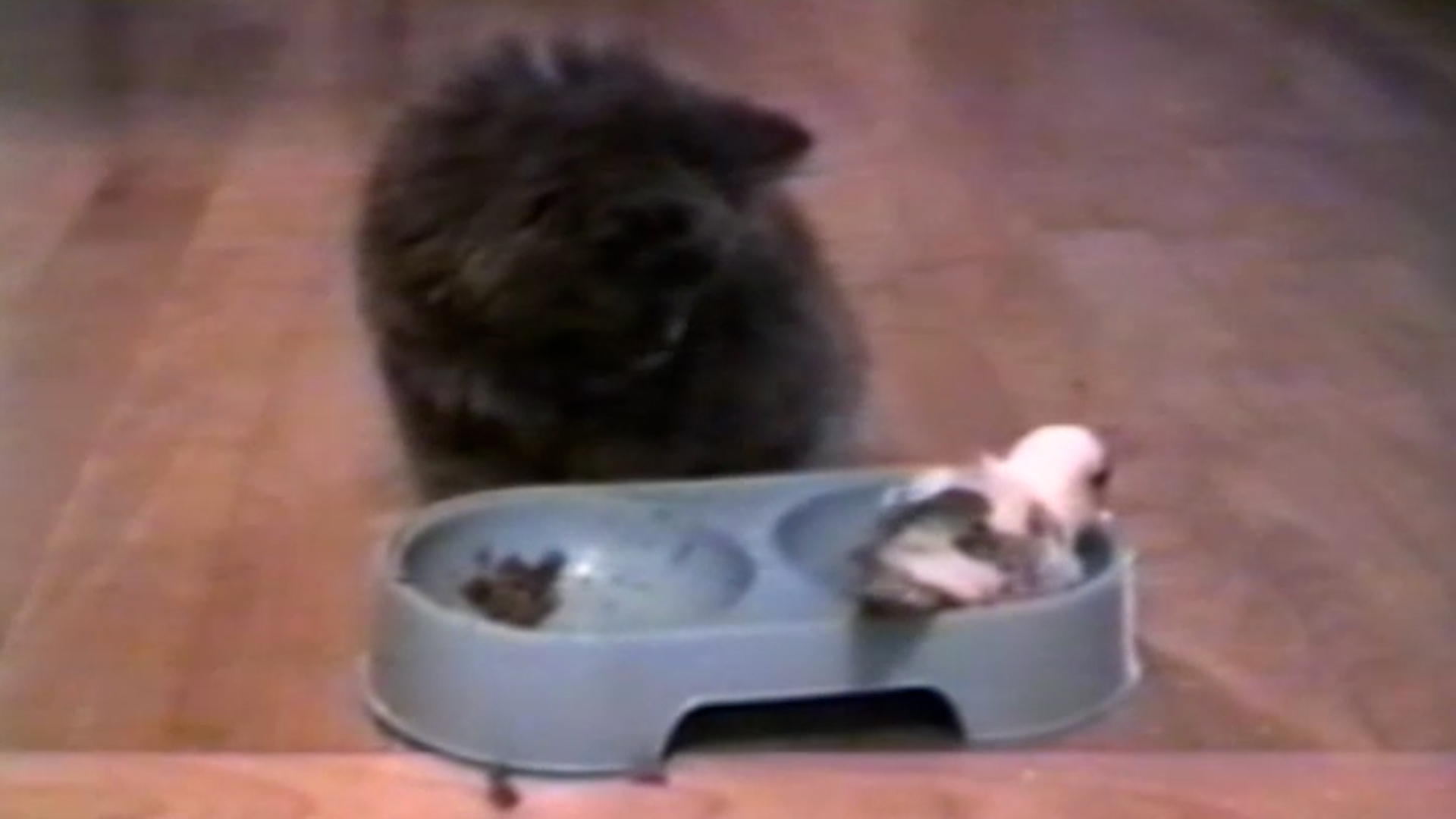 Funniest Pets & People: 216