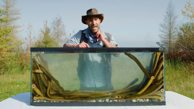 Prey to the Sea Lamprey