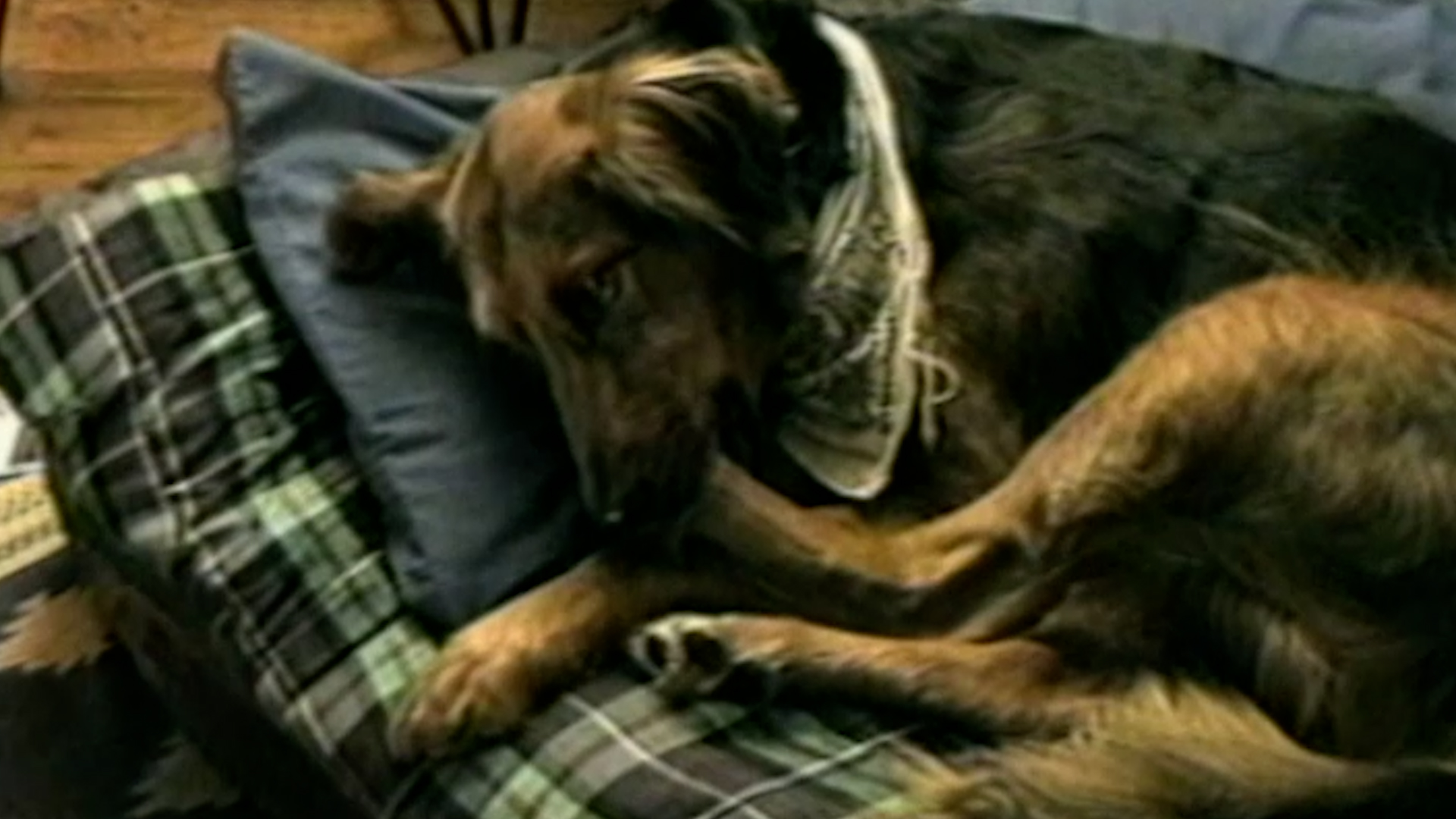 Funniest Pets & People: 164