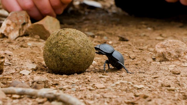 Battle of the Dung Beetles