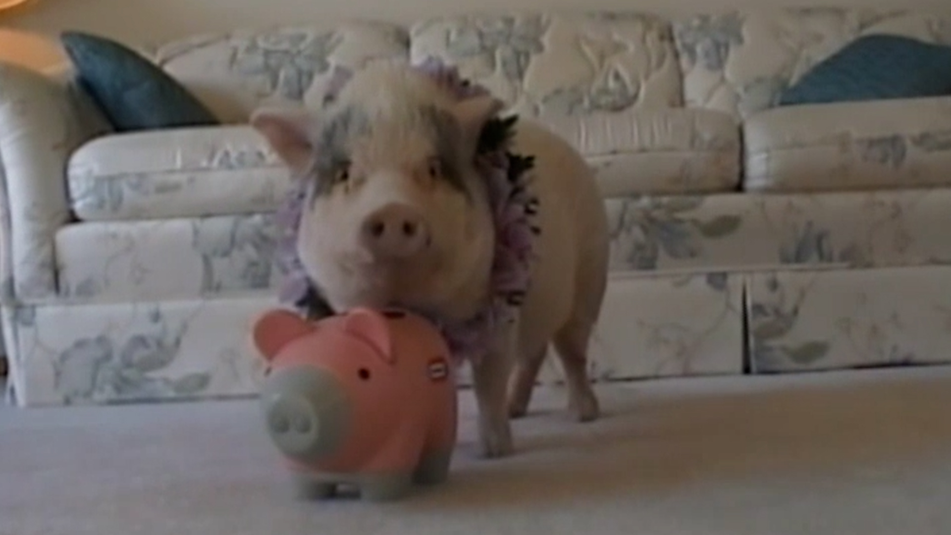 Funniest Pets & People: 162