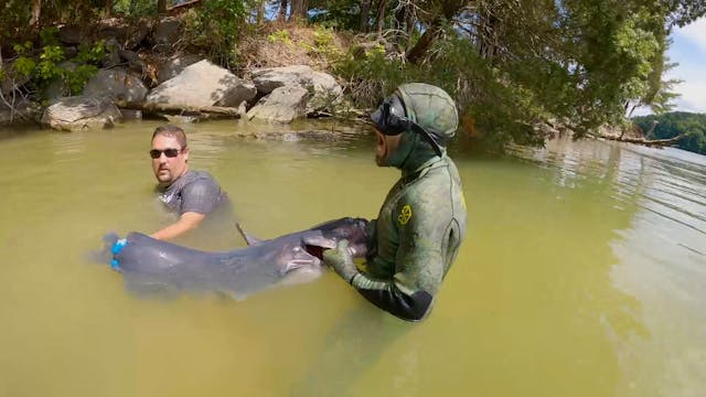 Giant Catfish Bite!