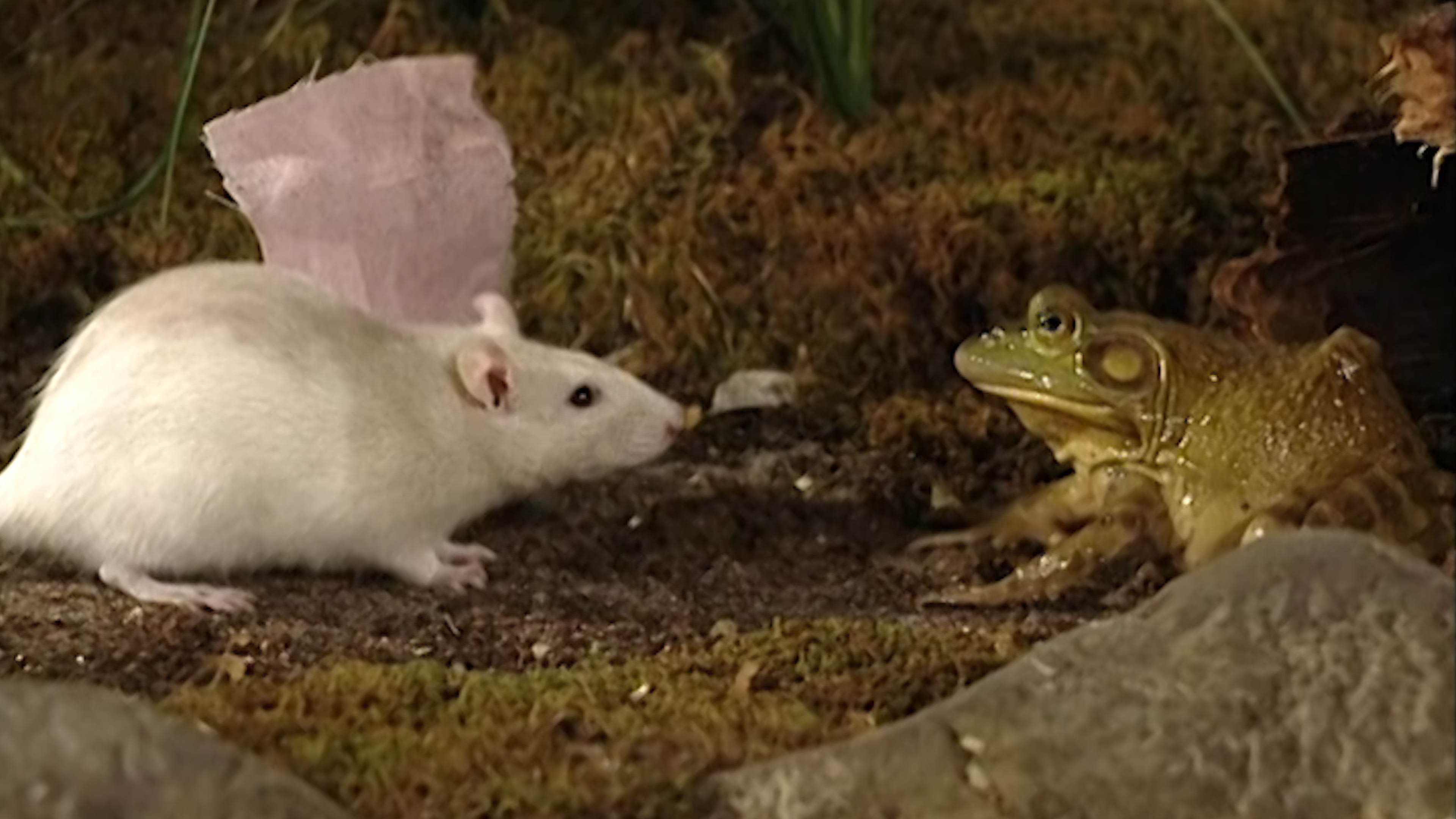 King of the Riverbank