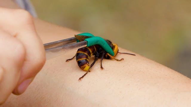 Murder Hornets Found