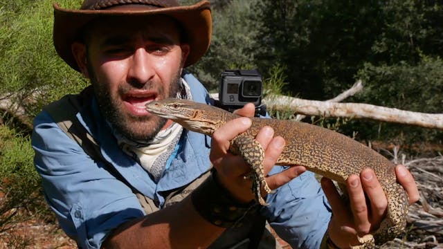 Blue Tongue Skink!