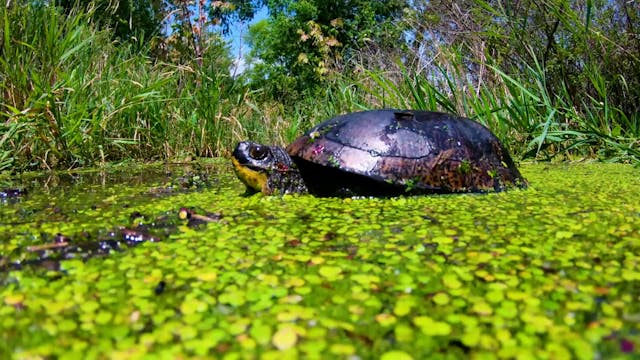Turtle Rescue Mission