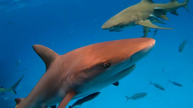 Shark Attack
