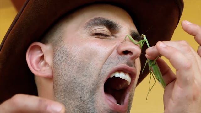 Stung by a Bullet Ant!