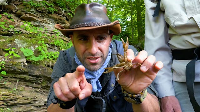 Do You Believe in Ghost Frogs?