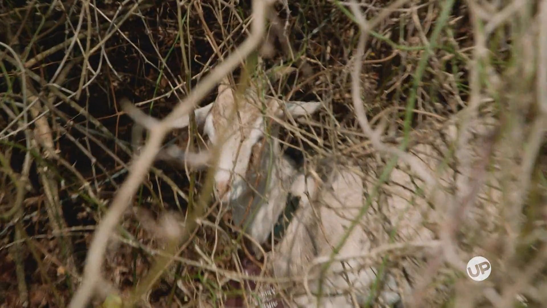 Point No. 44: Go Green