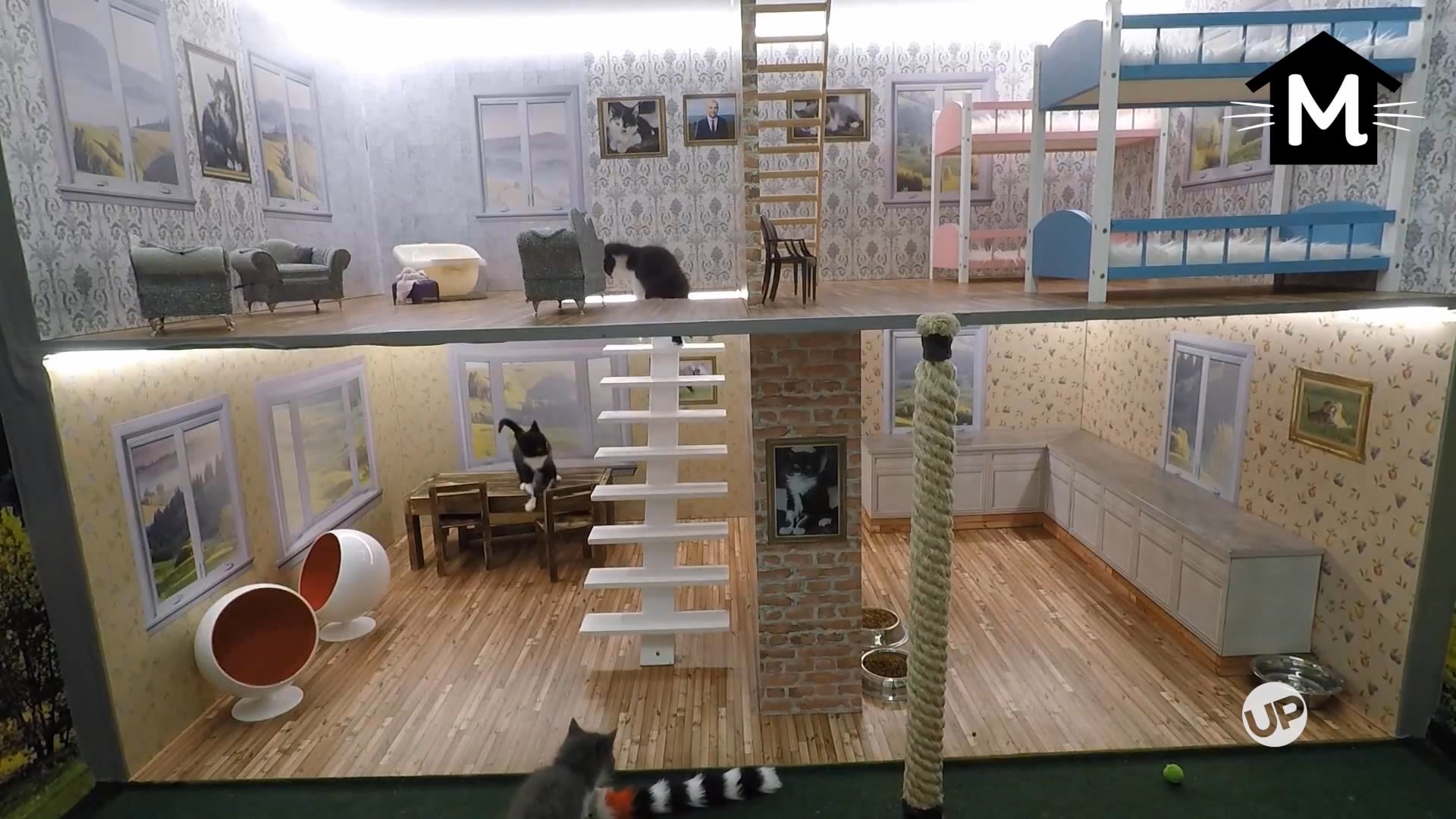 Cat-titude is Everything