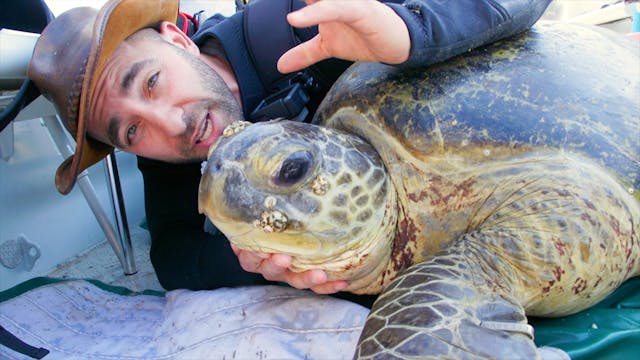 Swimming with Sea Turtles