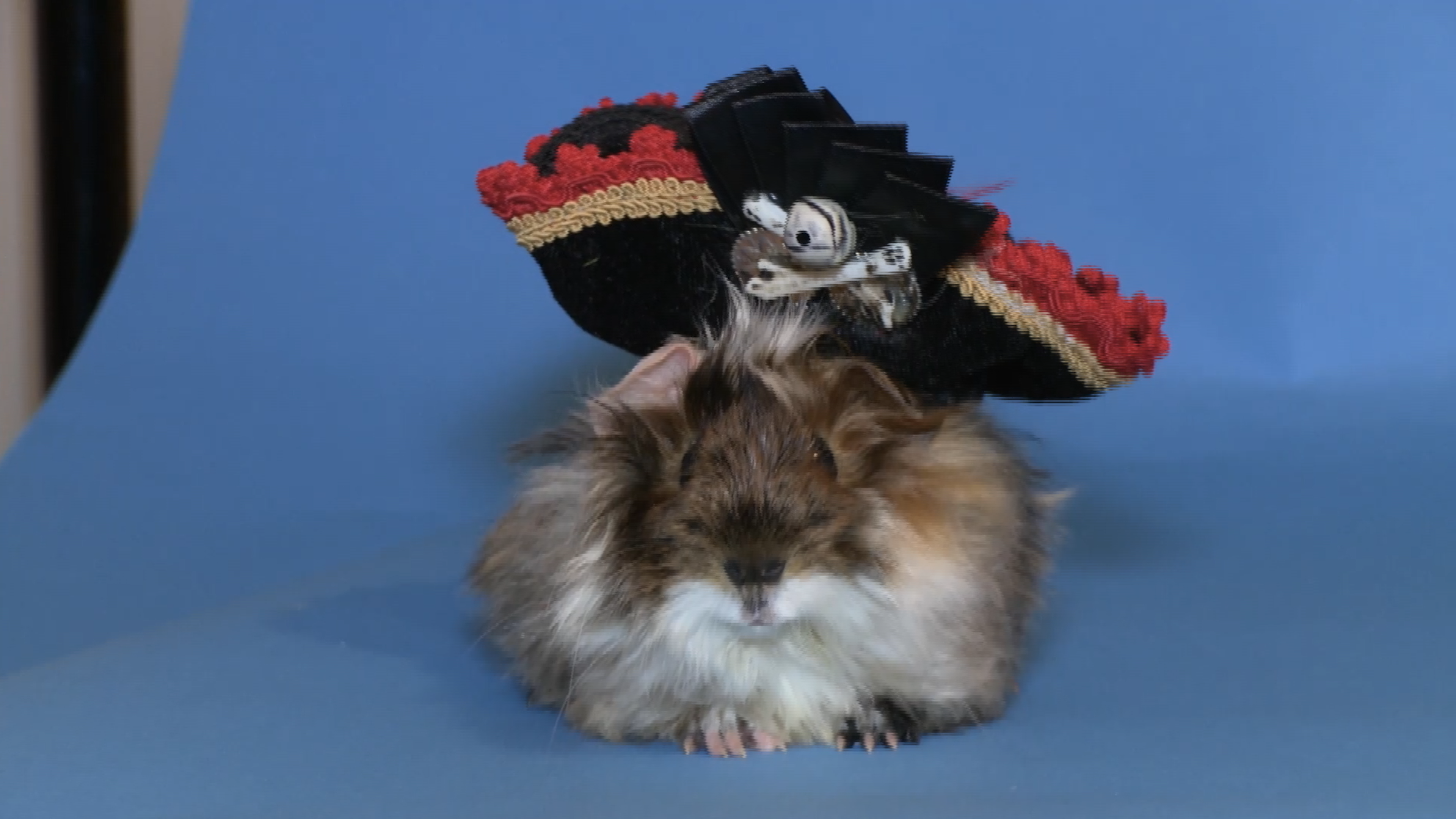 Pets in Paradise 203