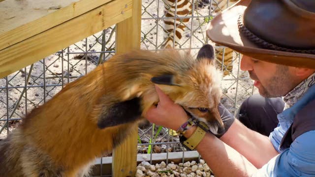Outfoxing a Fox