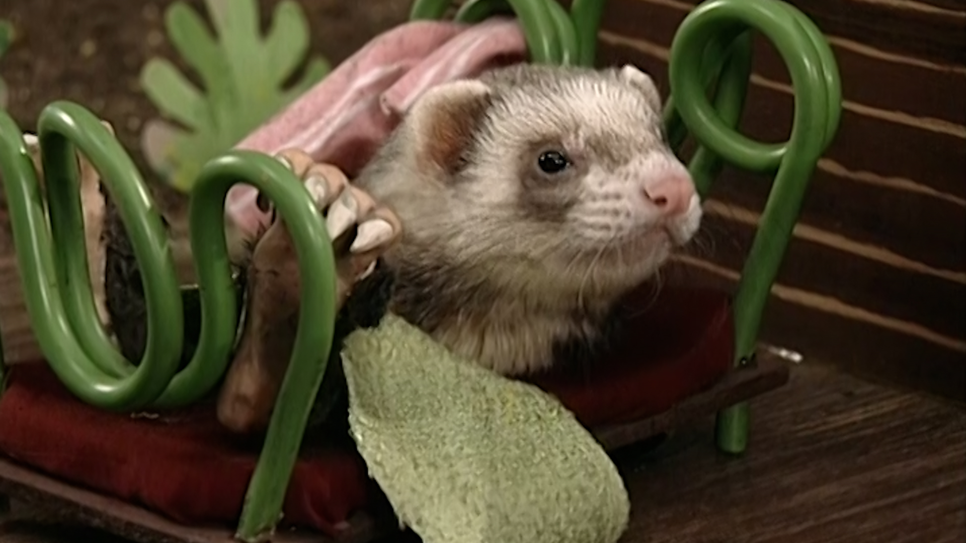 Little Red Hammy Hoops