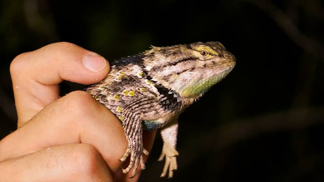 How to Track a Predator...and Pokemon!