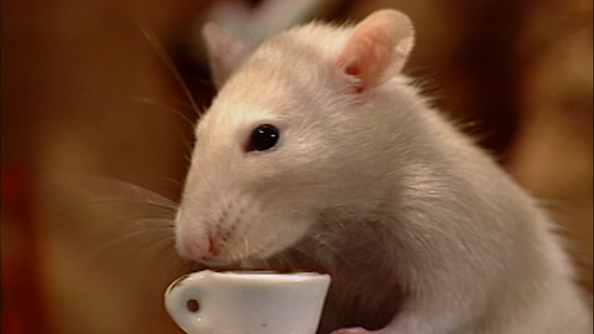 The Contest with the Wind