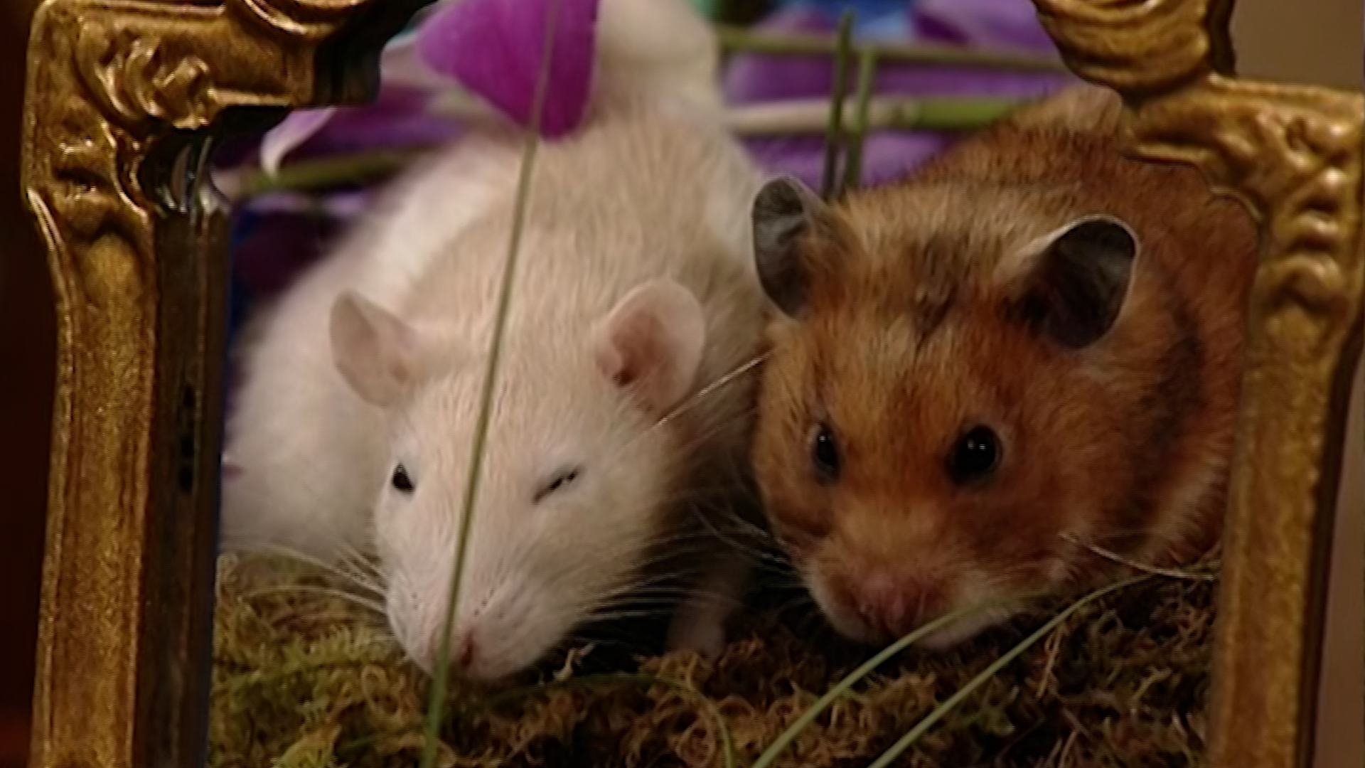 Package from the Sky