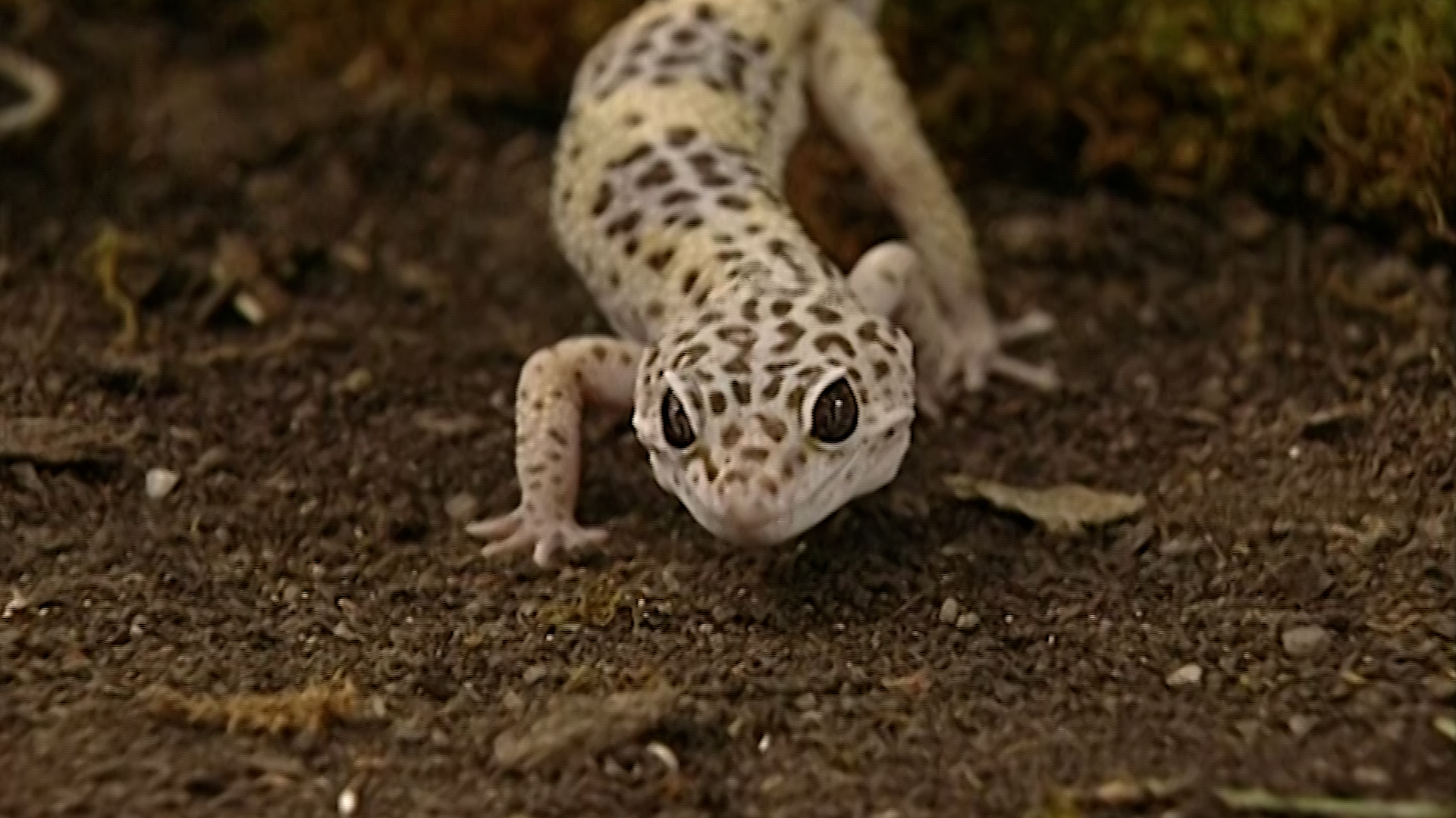 GP's Amazing Machine