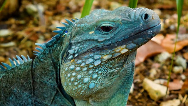Blue Iguana Fights Extinction