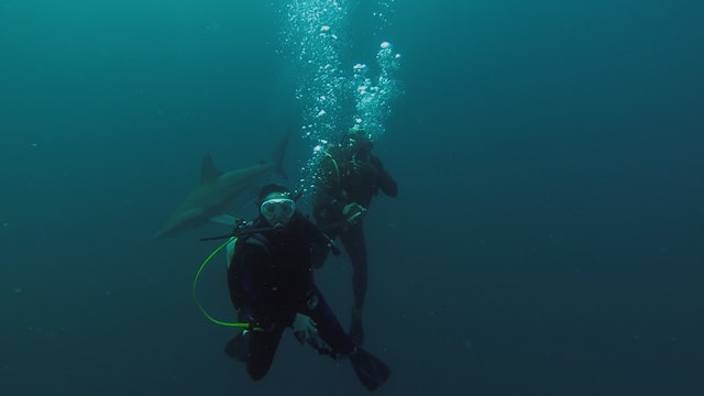 Durban, South Africa - Swimming with Sharks