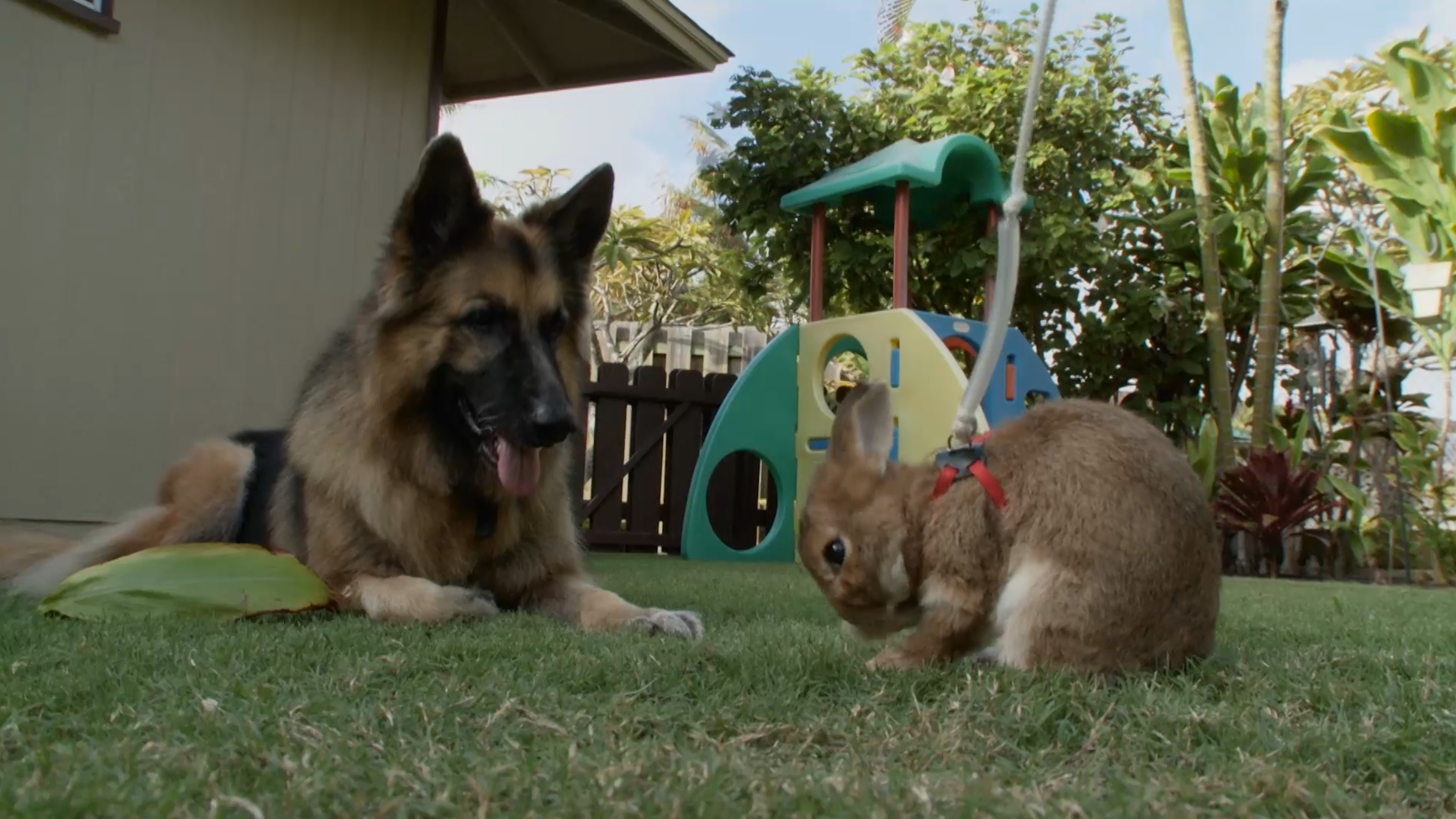 Pets in Paradise 201