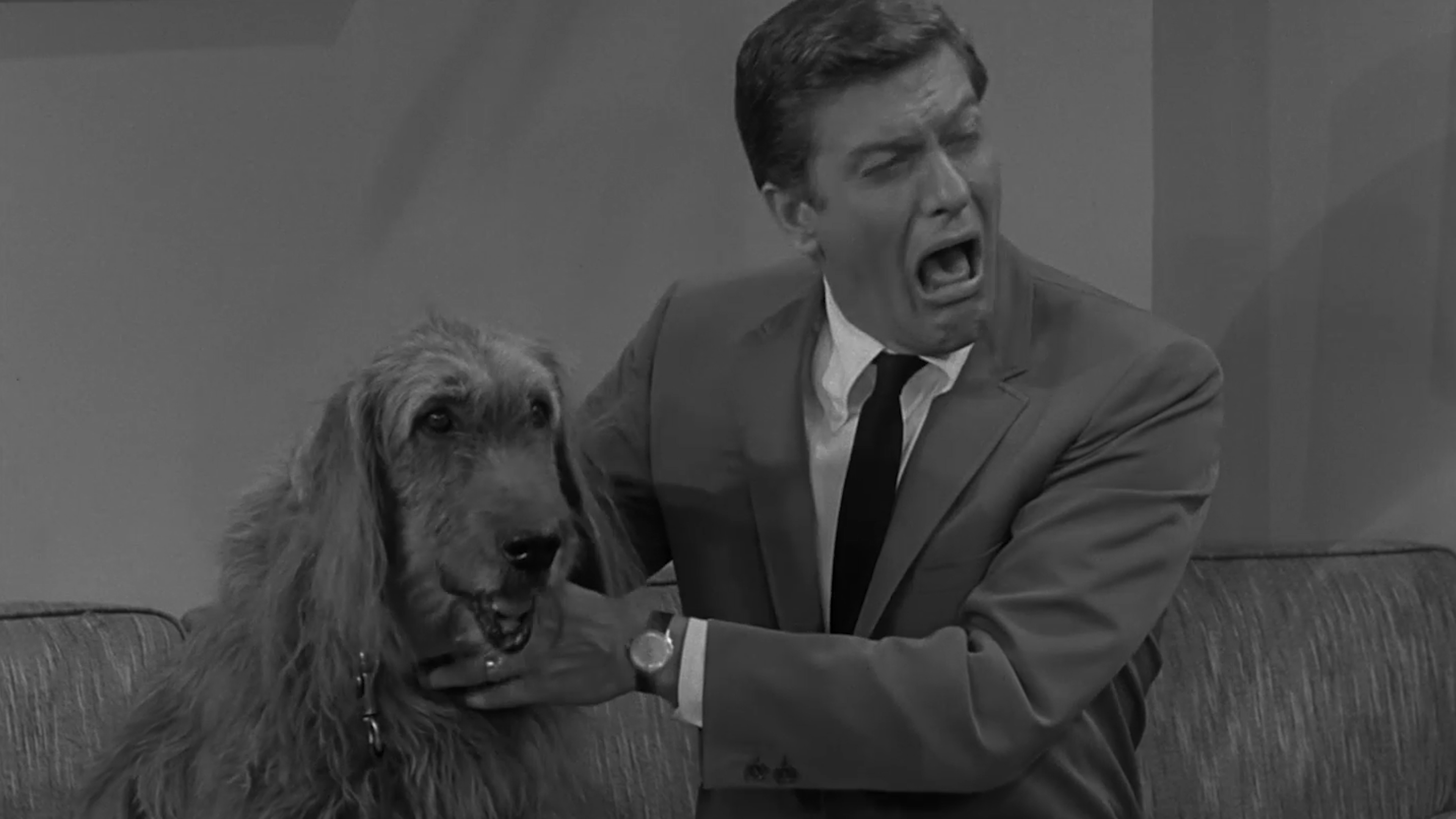 The Ugliest Dog in the World