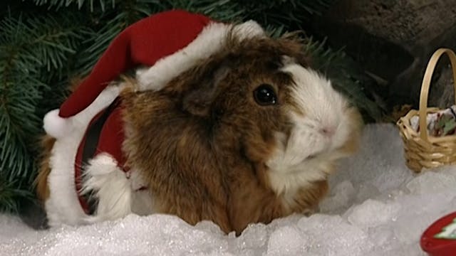 Humbug's Christmas