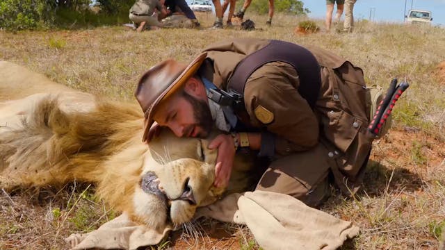 Bite of the Lion King