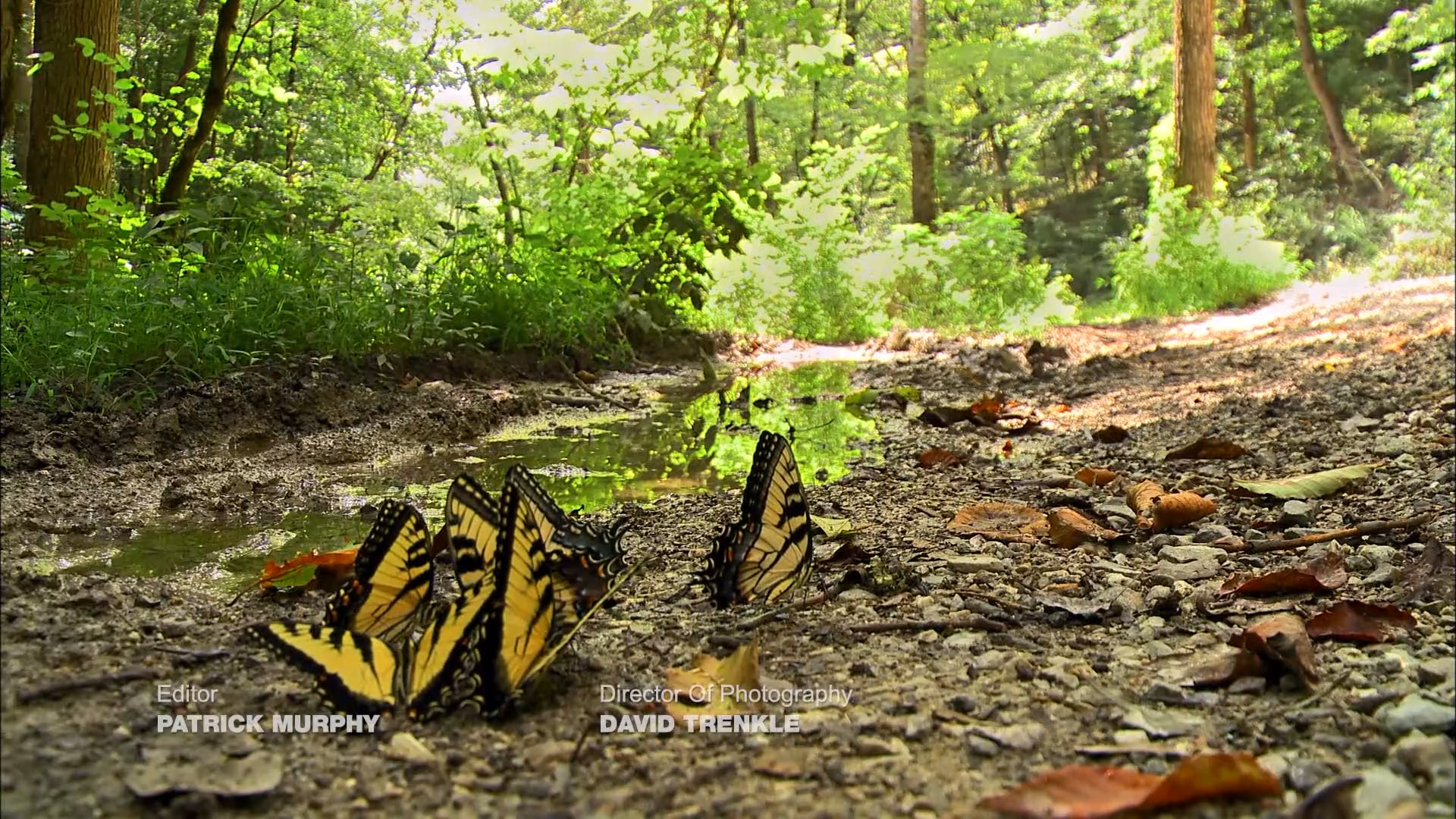 A Birthday and a Birdie