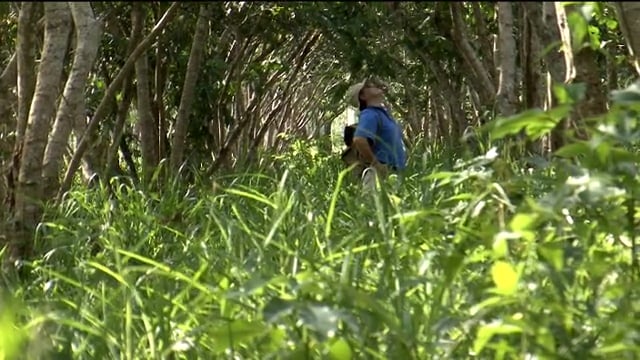 Up in Smoke 2' trailer