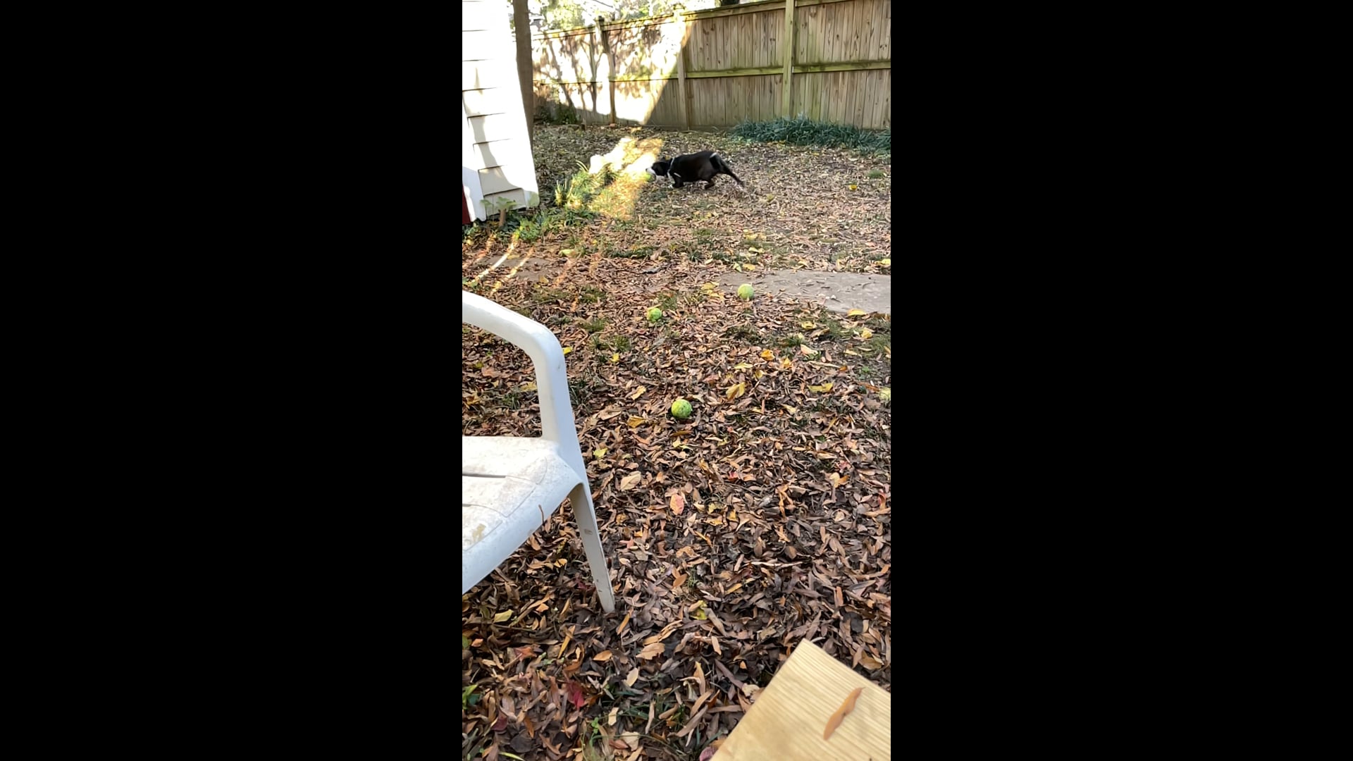 Fetch! with Abby Video