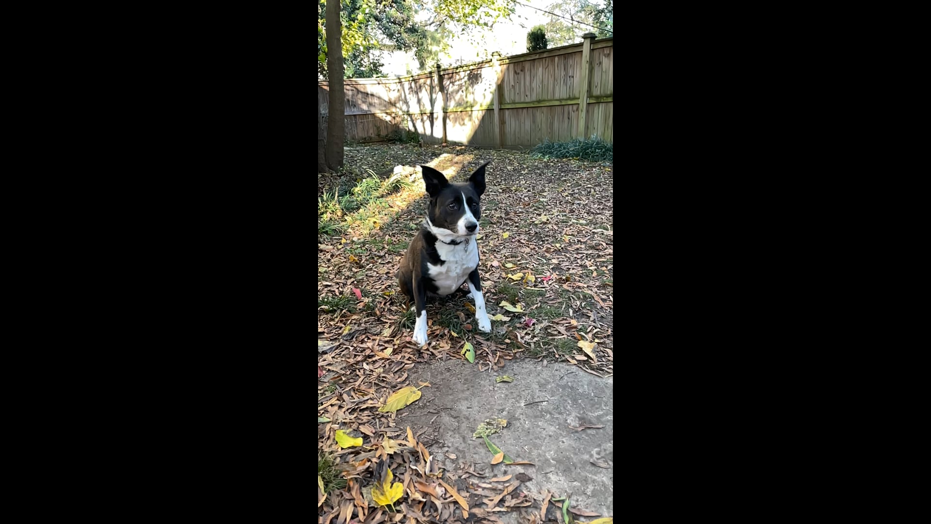 Fetch! with Abby Video