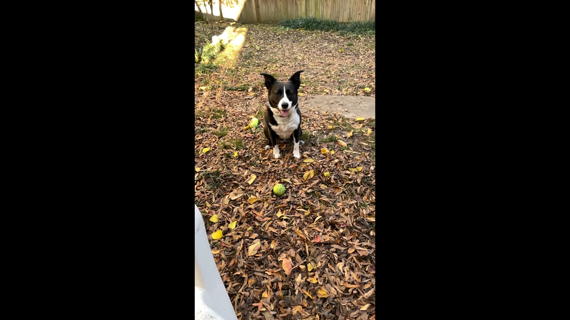 Fetch! with Abby Video