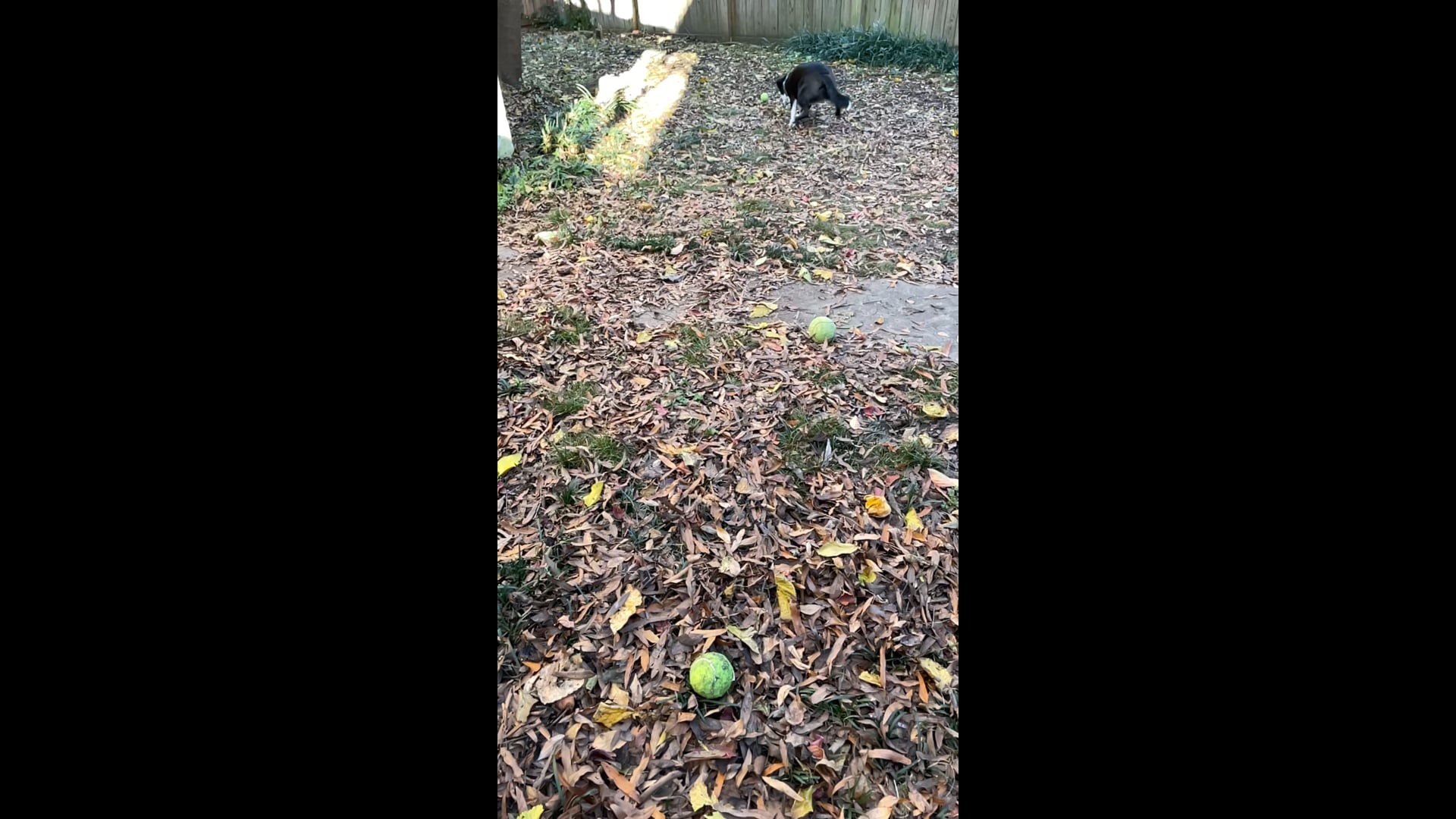 Fetch! with Abby Video