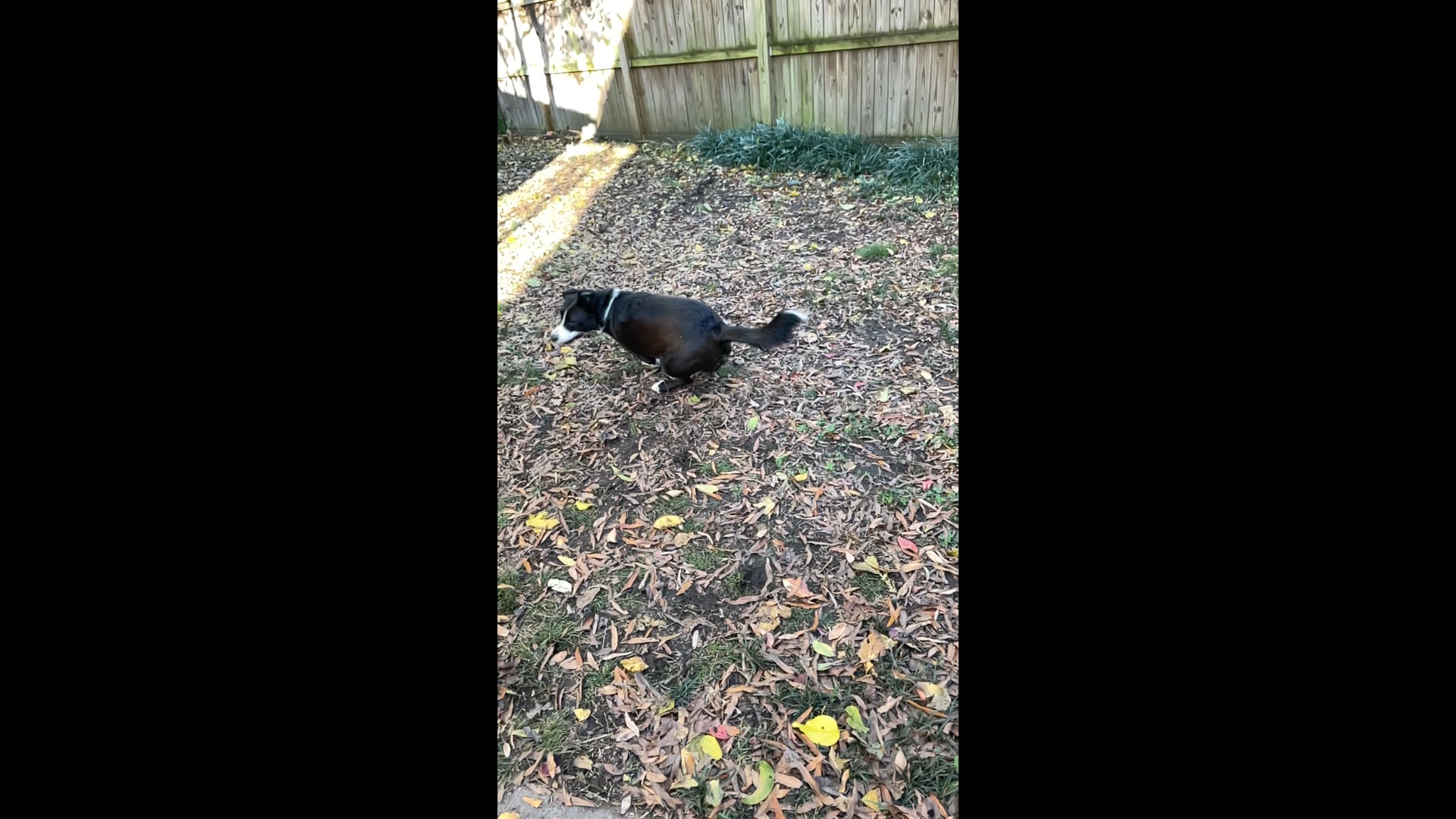 Fetch! with Abby Video