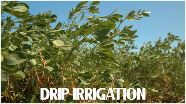 Steve Maddox: Drip Irrigation