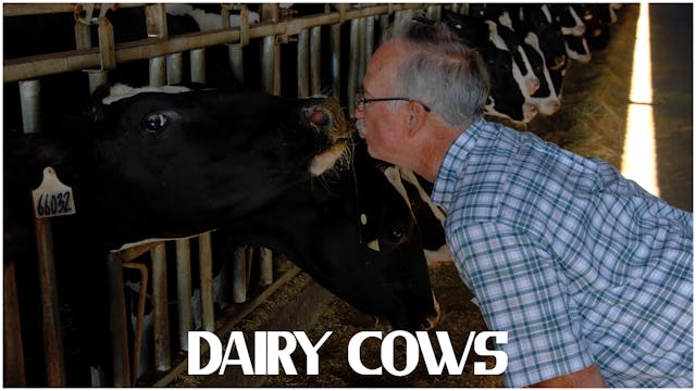 Steve Maddox: Dairy Cows
