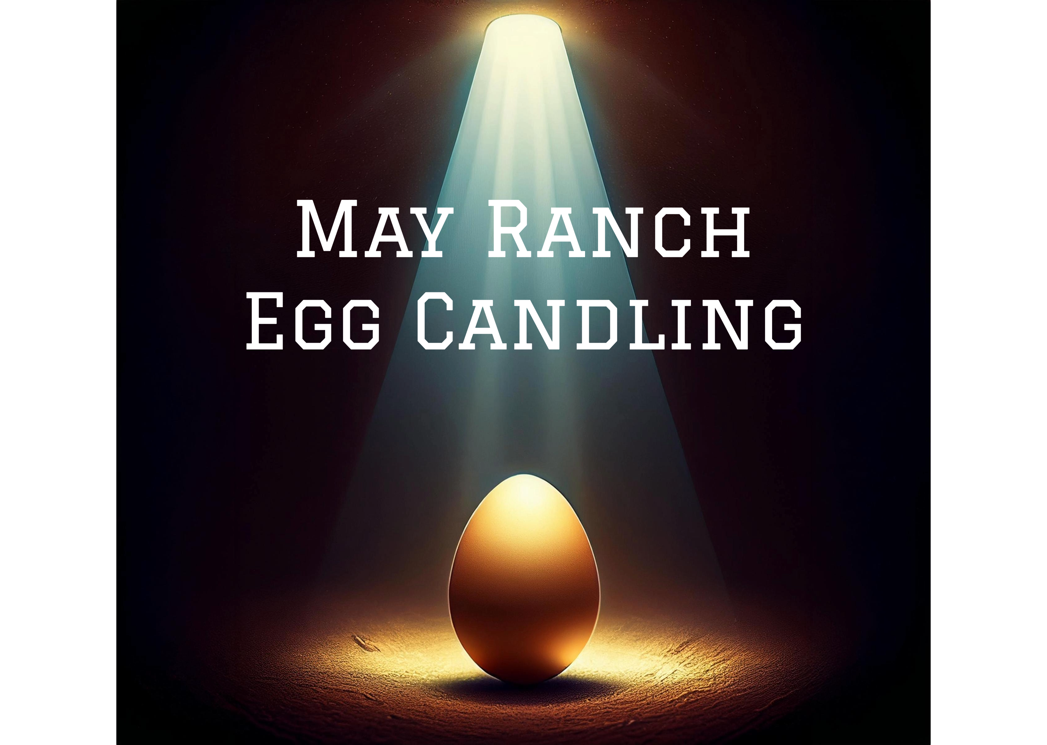 Egg Candling - 02/13/2025, 20:41:02