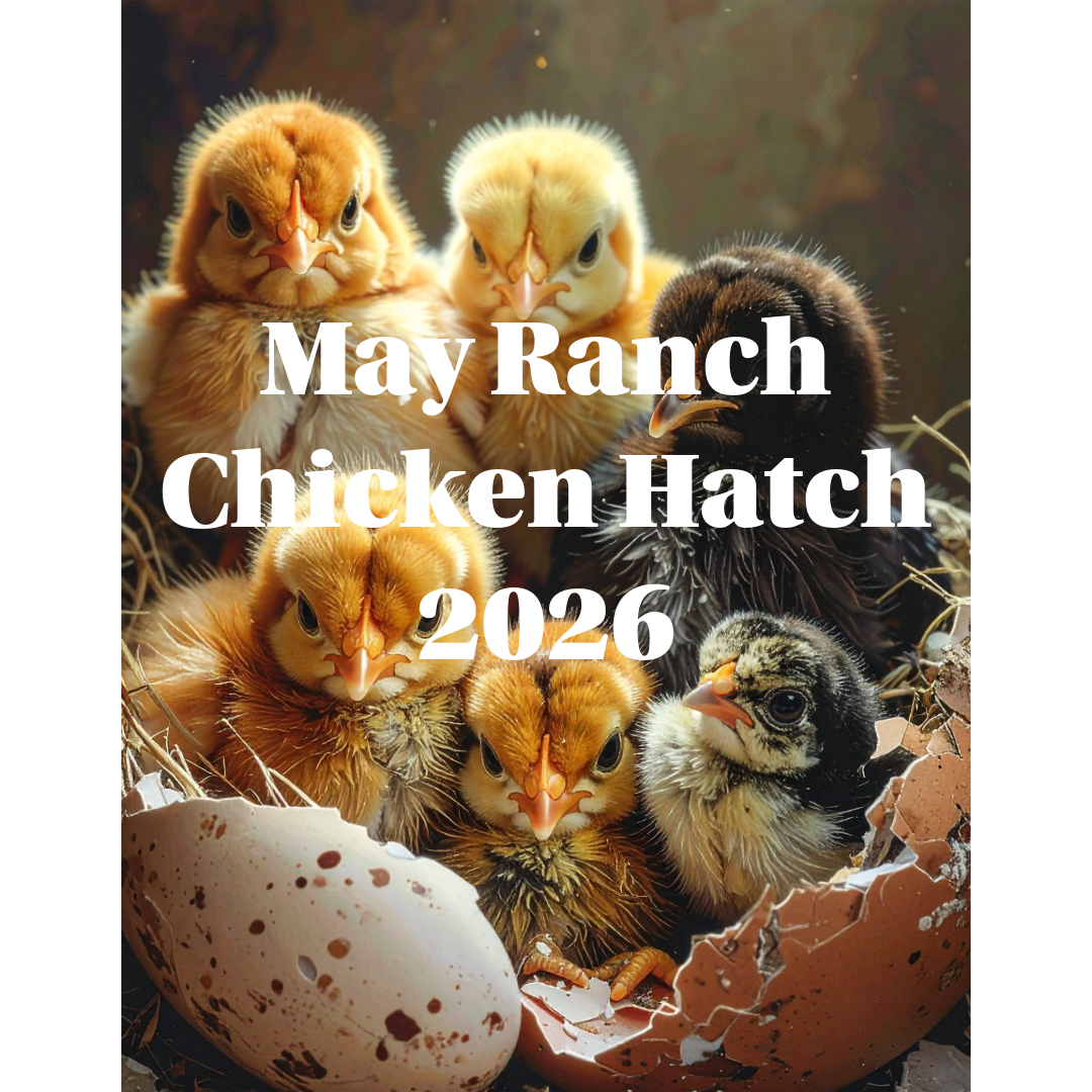 May Ranch Chicken Incubation - Day 1