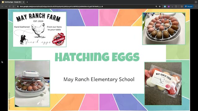 May Ranch Egg Candling 2/22/24