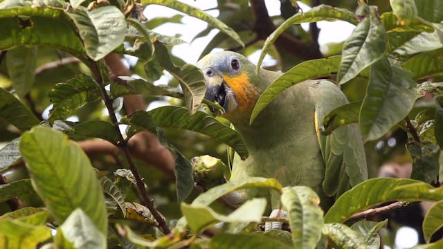 Parrot Zoo Minute