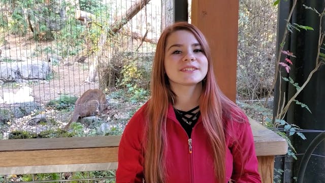 Red River Hog Zoo Minute