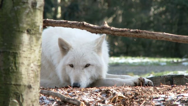 Wolf Zoo Minute