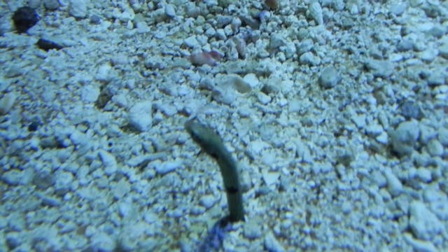Spotted Garden Eel Aquarium Minute