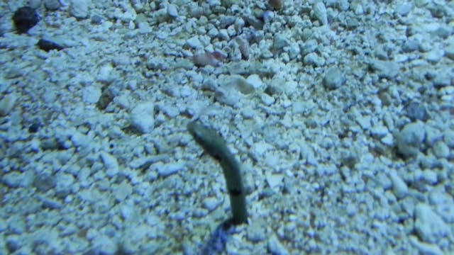 Spotted Garden Eel Aquarium Minute
