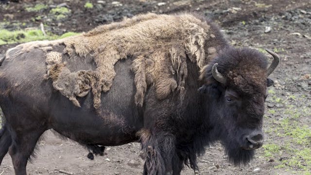 The American Bison Up Close