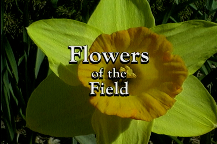 Flowers Of The Field