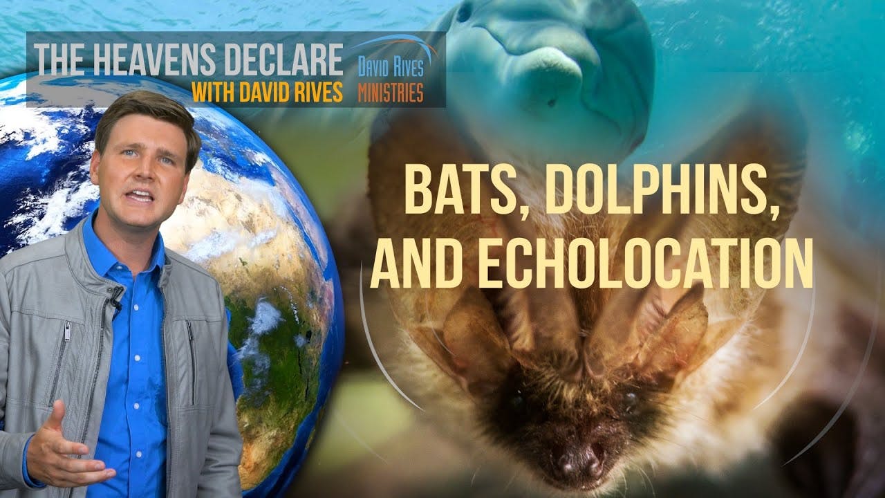 Echolocation How Dolphins And Bats Navigate VCY.tv