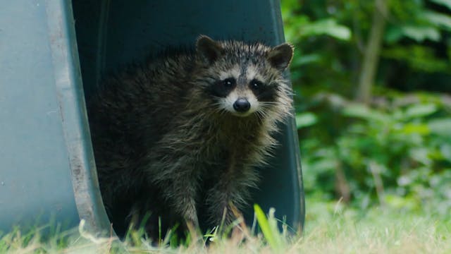 Raccoon Zoo Minute